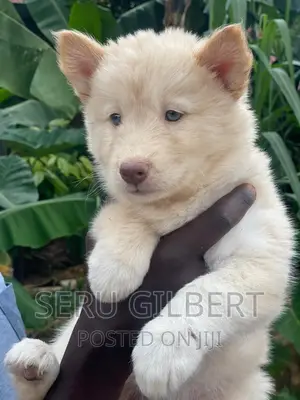 3-6 months Male Purebred Siberian Husky
