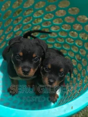 1-3 months Male Purebred Rottweiler