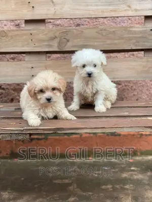1-3 months Female Purebred Maltese