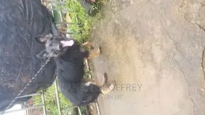 6-12 months Male Purebred German Shepherd