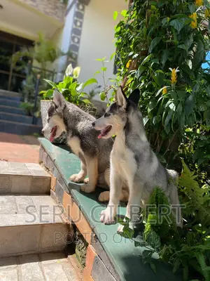 3-6 months Male Purebred Siberian Husky