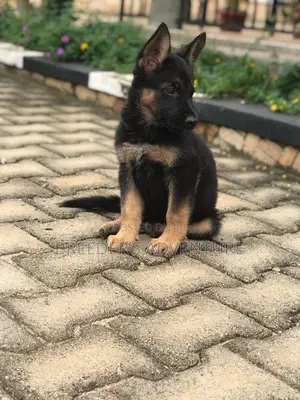 3-6 months Male Purebred German Shepherd