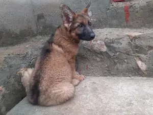1-3 months Male Purebred German Shepherd