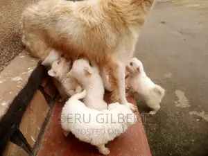 1-3 months Male Purebred Japanese Spitz