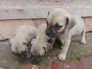 3-6 months Male Purebred Boerboel