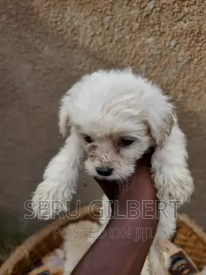 3-6 months Male Purebred Maltese