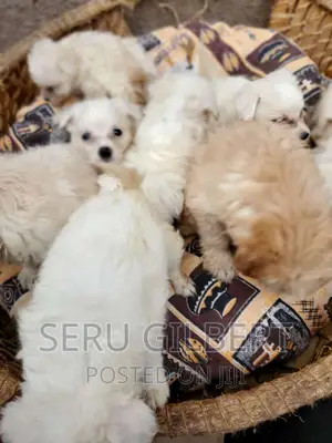1-3 months Male Purebred Maltese