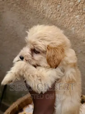 3-6 months Male Purebred Maltese
