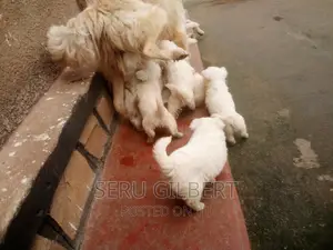 1-3 months Male Purebred Japanese Spitz