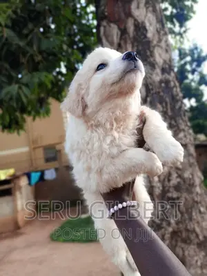 1-3 months Male Purebred Japanese Spitz