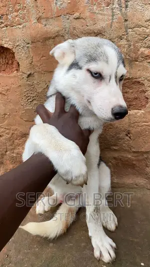 3-6 months Male Purebred Siberian Husky