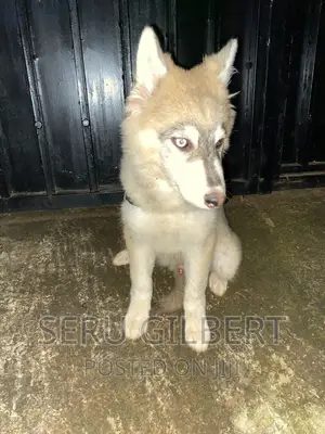 1-3 months Male Purebred Siberian Husky