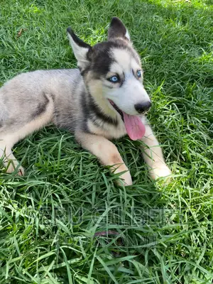 1-3 months Male Purebred Siberian Husky