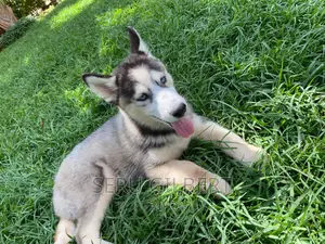1-3 months Male Purebred Siberian Husky