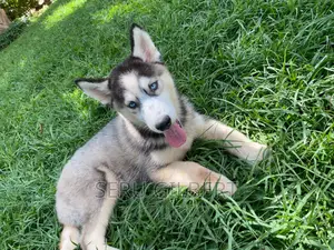 1-3 months Male Purebred Siberian Husky