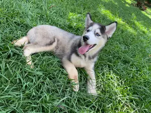 1-3 months Male Purebred Siberian Husky