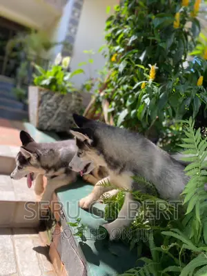 1-3 months Female Purebred Siberian Husky