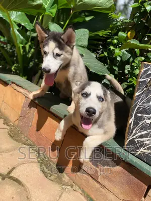 3-6 months Male Purebred Siberian Husky