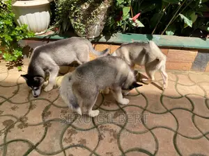 3-6 months Male Purebred Siberian Husky
