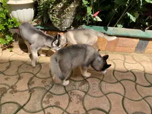 1-3 months Male Purebred Siberian Husky