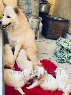 1-3 months Male Purebred Japanese Spitz