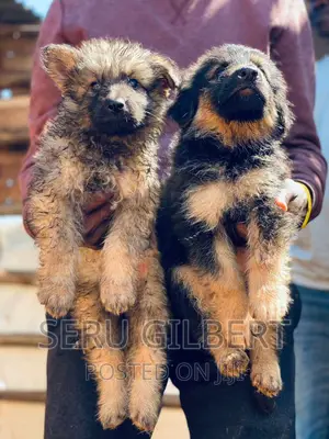 1-3 months Male Purebred German Shepherd