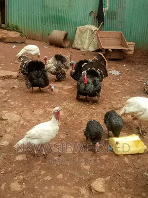 Turkeys for Sell