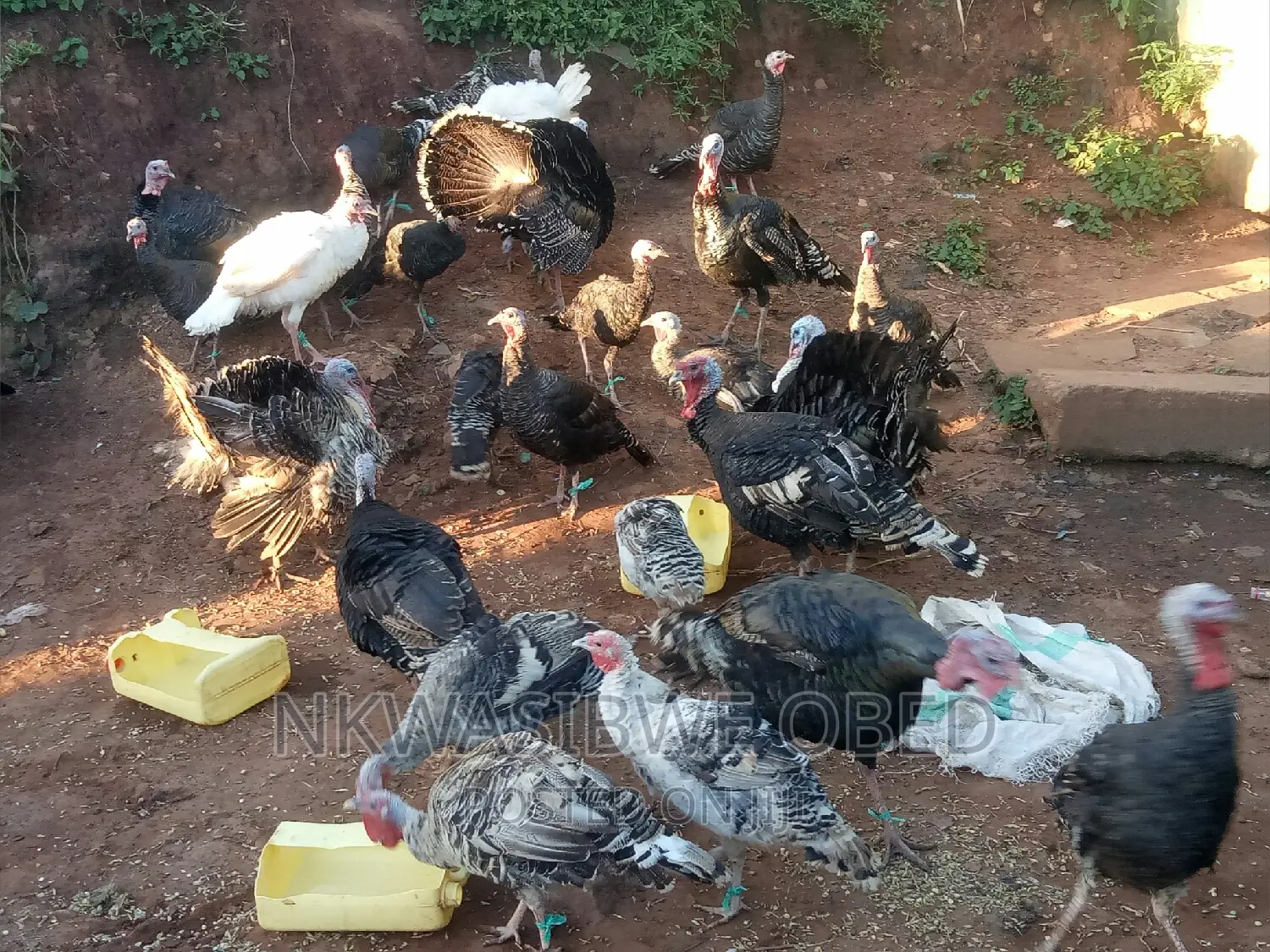 Turkeys for Sell