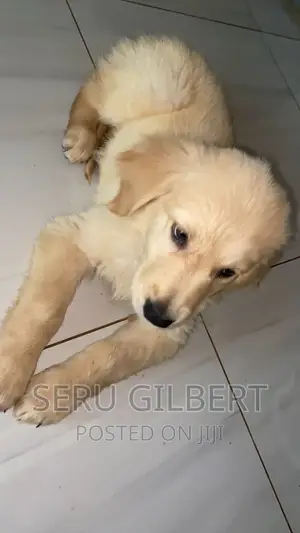 1-3 months Male Purebred Golden Retriever