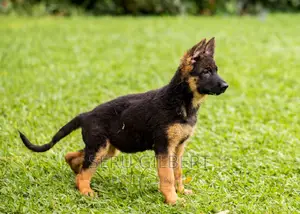 1-3 months Male Purebred German Shepherd
