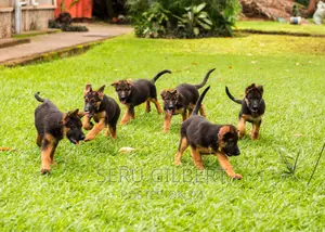 1-3 months Male Mixed Breed German Shepherd