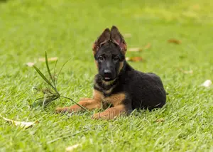 1-3 months Male Purebred German Shepherd