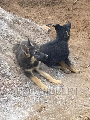 3-6 months Male Purebred German Shepherd