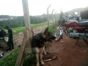 6-12 months Male Purebred German Shepherd
