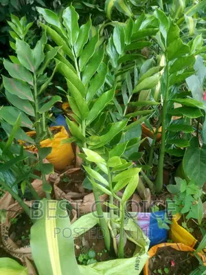 Flowers,Trees,Herbs,Stones,Fruits at Whole Sale Price
