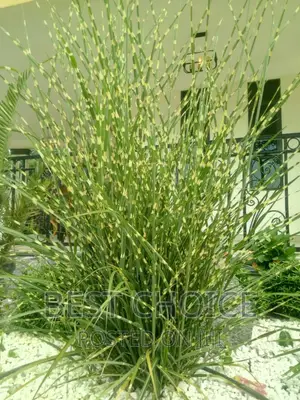 Chinese Silver Grass