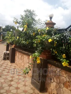 Perfect Blooms to Your Outdoor Space for Sale
