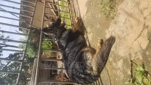 6-12 months Female Purebred German Shepherd