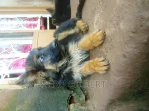1-3 months Male Purebred Boerboel