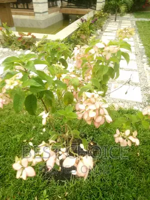 Wide Variety of Flowers