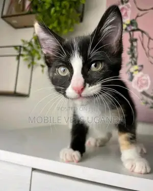 1-3 months Female Purebred American Shorthair