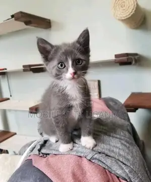 1-3 months Male Purebred American Bobtail
