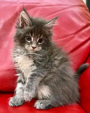 1-3 months Male Purebred American Curl