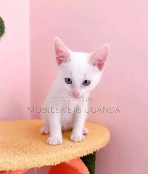 0-1 month Male Purebred British Shorthair