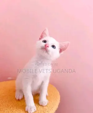 1-3 months Male Purebred Bombay