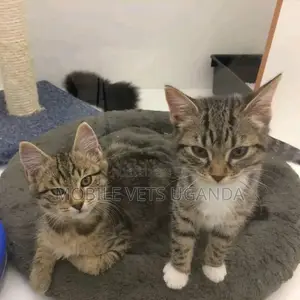 1-3 months Male Purebred British Shorthair