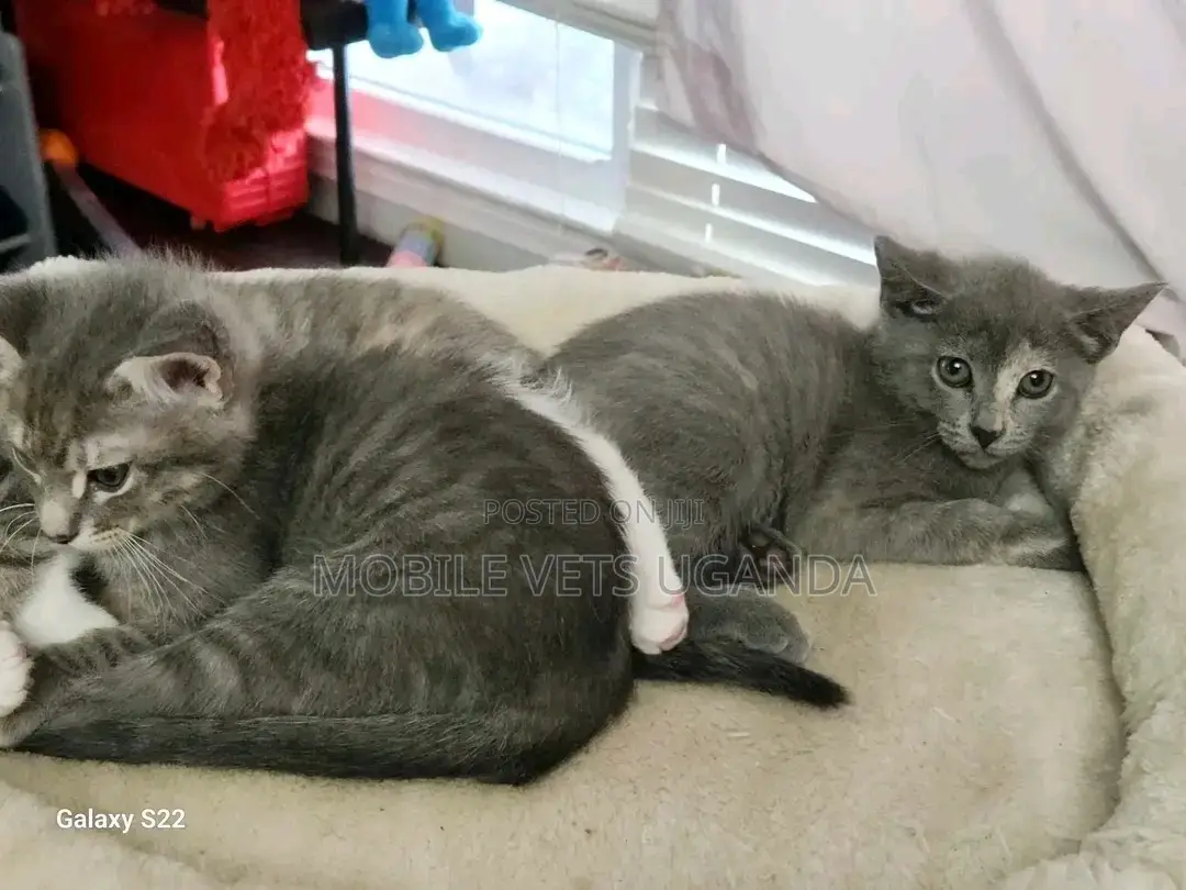 1-3 months Female Purebred American Curl