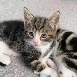 1-3 months Female Purebred American Shorthair