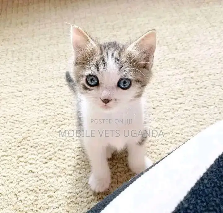 0-1 month Female Purebred American Wirehair