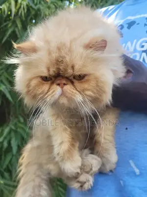 6-12 months Female Purebred Persian
